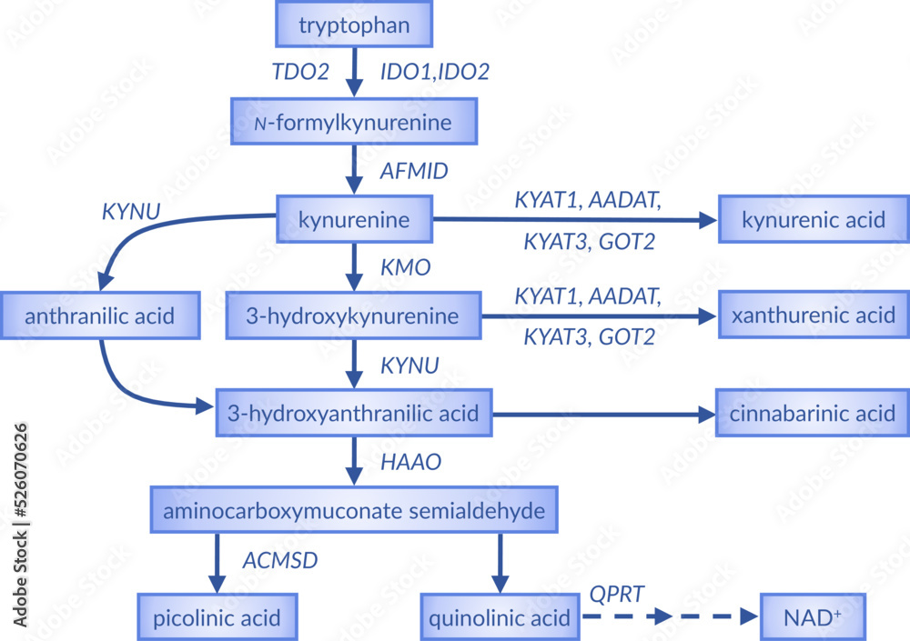 Overview of the kynurenine pathway of tryptophan metabolism. Stock