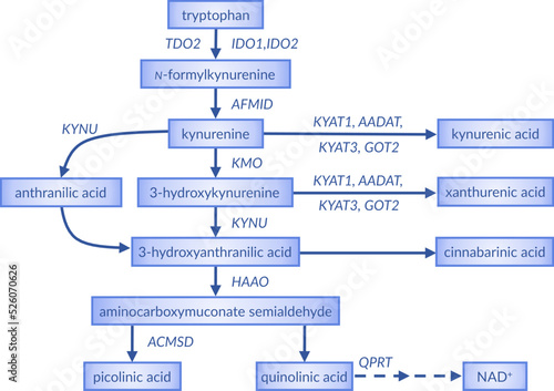 Overview of the kynurenine pathway of tryptophan metabolism. 