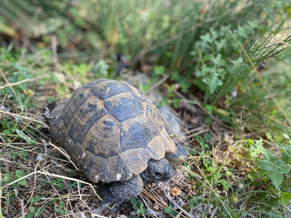 A tortoise walking inside the grass. Turtle eating. Wild life. Slow reptile resting. Exotic animal with shield. Brown tortoise with shell protected in its nature environment. A tortoise walking inside the grass. Turtle eating. Wild life. Slow reptile resting. Exotic animal with shield. Brown tortoise with shell protected in its nature environment.