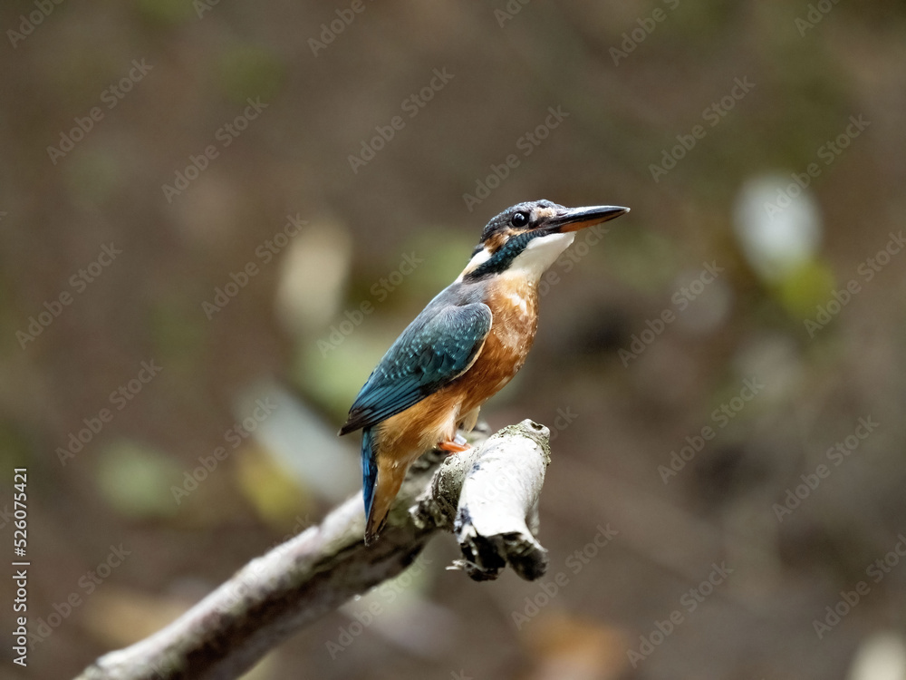 Fototapeta premium A female Common Kingfisher, Alcedo atthis, sits on a branch, in front of a nest hole