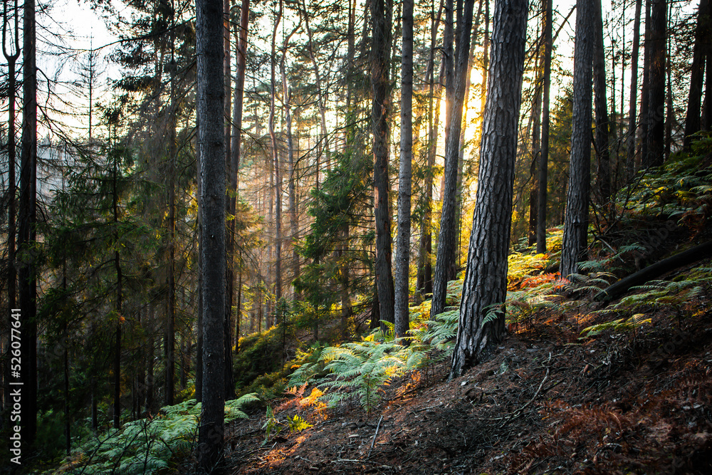 On a walk in the middle of the forests. On a walk in the middle of the forests.