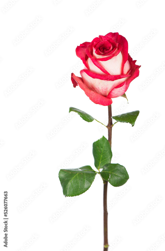 Red rose flower with clipping path, side view. Beautiful single red rose flower on stem with leaves isolated on white background. Natur object for design to Valentines Day, mothers day, anniversary Red rose flower with clipping path, side view. Beautiful single red rose flower on stem with leaves isolated on white background. Natur object for design to Valentines Day, mothers day, anniversary