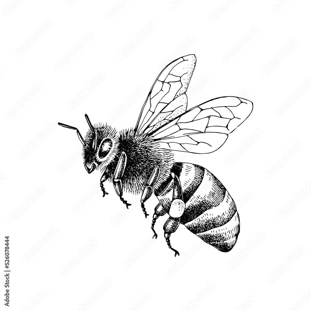 Sketch honey bee side view vector drawing. - obrazy, fototapety, plakaty 