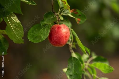A red apple hangs on a tree with leaves. Agriculture, agronomy, industry