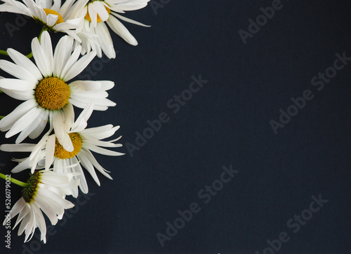 Chamomile flowers on a black background. Flowers close up with copy space