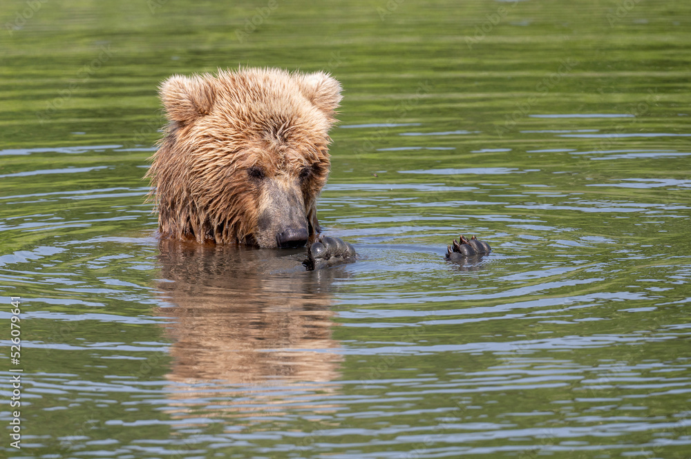 Alaskan brown bear relaxing at McNeil River Alaskan brown bear relaxing at McNeil River