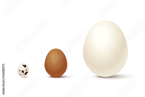 Chicken and quail eggs in shell set, 3d whole white, brown and spotted eggs, organic food