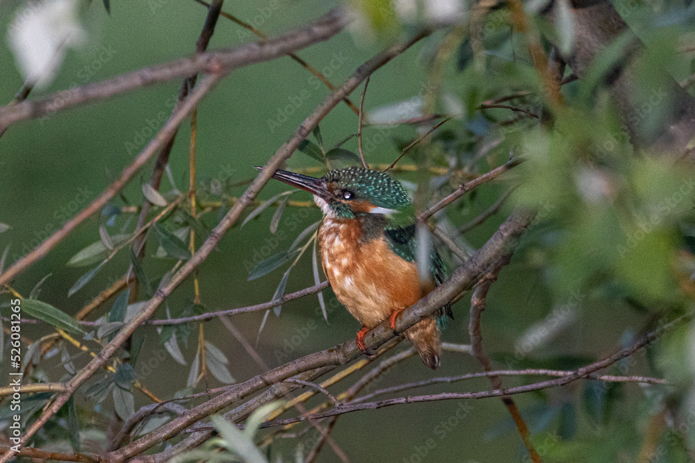 Common Kingfisher perched on a tree branch Common Kingfisher perched on a tree branch