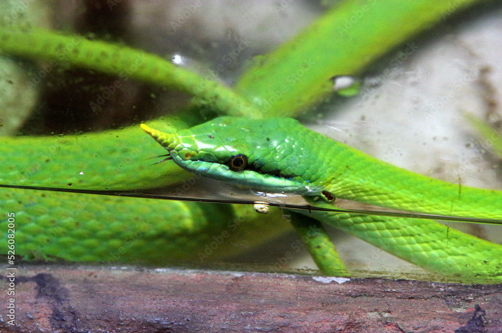 Rhinoceros Snake, Rhino Rat Snake, Long – nosed Rat Snake, Vietname Long nose Snake, Green Unicorn Rhinoceros Snake, Rhino Rat Snake, Long – nosed Rat Snake, Vietname Long nose Snake, Green Unicorn