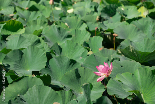 Pink lotus flower among large round leaves outdoors. Background of green leaves in the form of umbrellas with a large blooming flower. © Anton
