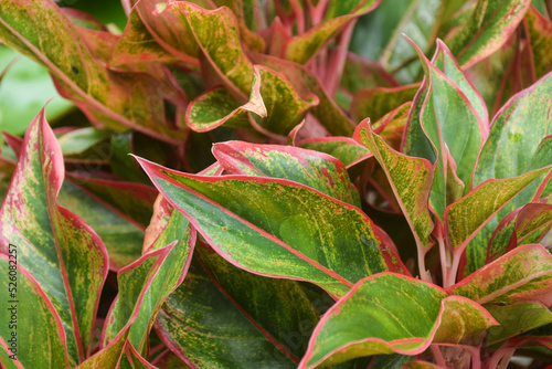 beauty plant in garden. house plant concept. 