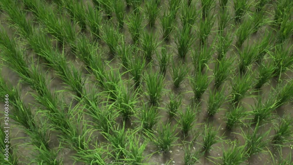 Drone view Close up to Rice tree in the Paddy Rice Field in sunshine day, Thailand. Drone view Close up to Rice tree in the Paddy Rice Field in sunshine day, Thailand.
