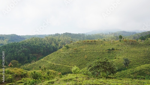 beautiful natural landscape mountains hilly nature panorama  with forest of tall green trees and green slopes under cloudy blue sky in daytime