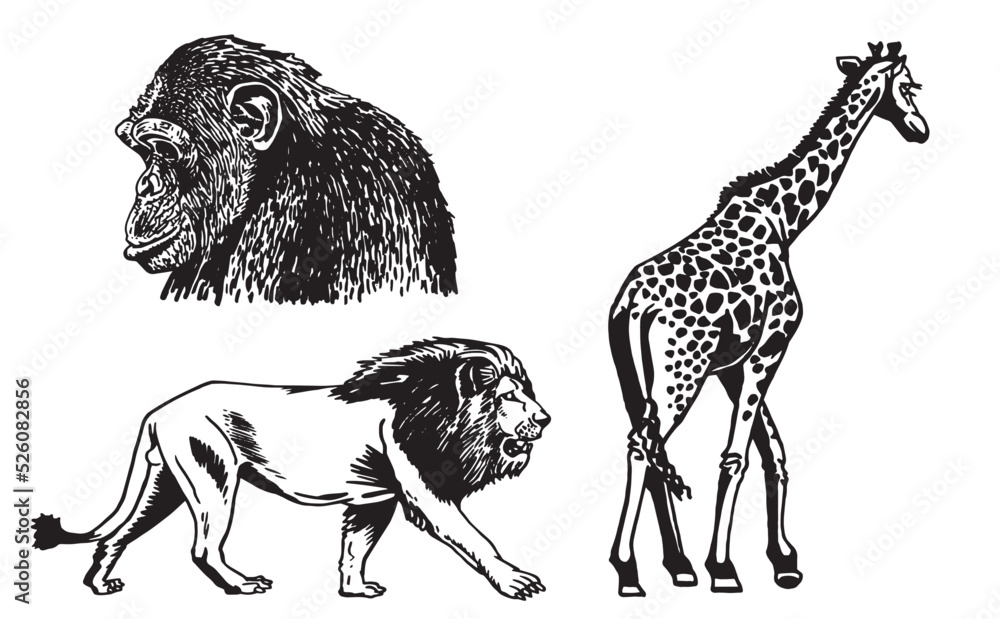 Graphical set of wild animals isolated on white,vector illustration ...