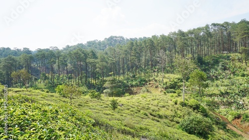 beautiful natural landscape mountains hilly nature panorama, with green forest and green grassy slopes under cloudy blue sky in daytime