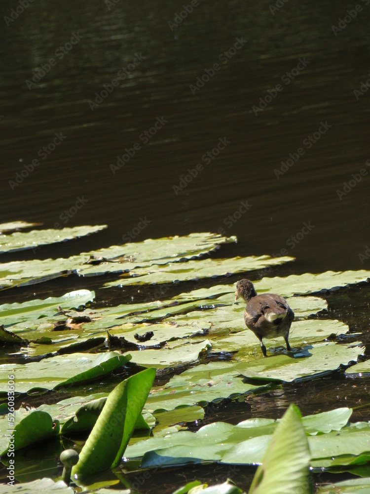 Naklejka premium duck on the water lily