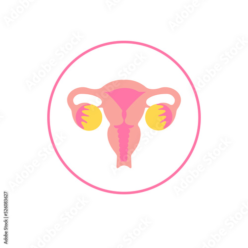 Anatomical drawing. The female uterus and ovaries.