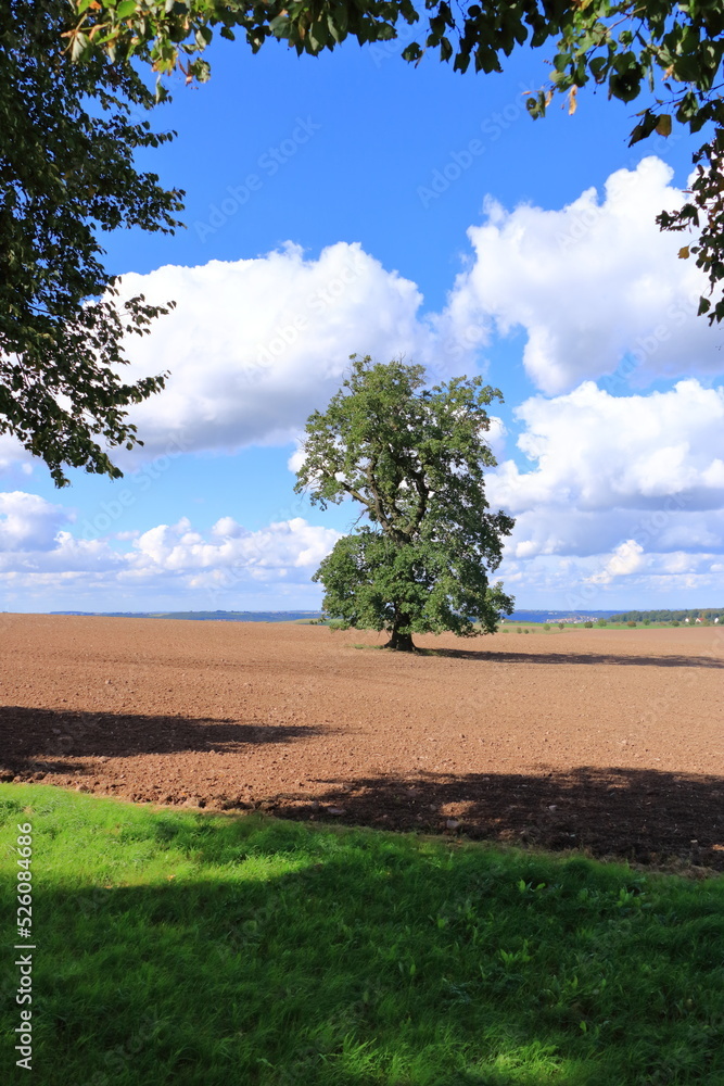 single tree in a harvested field