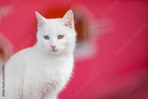 White Cat Eyes, Van Province, Turkey photo