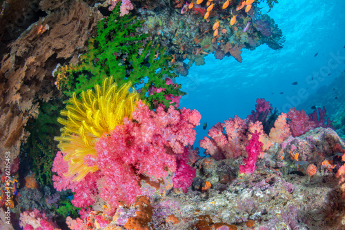 Underwater Reef in Fiji © cherylvb