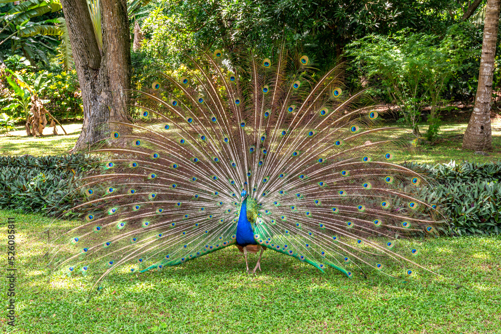 Obraz premium Peacock mating display