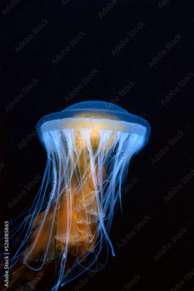 Obraz premium Fried Egg Jellyfish