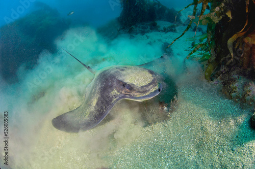 Feeding bat ray