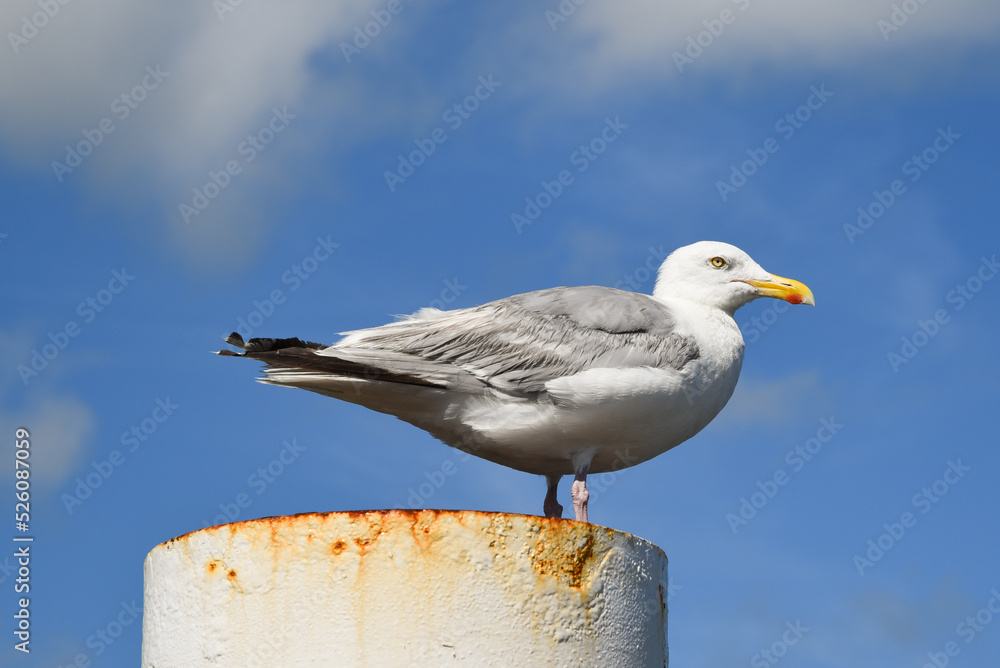Texel, Netherlands. August 2022. Resting seagull on a rusty mooring post. Texel, Netherlands. August 2022. Resting seagull on a rusty mooring post.