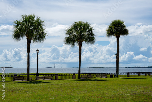 Φωτογραφία Three palmetto trees along the Charleston harbor