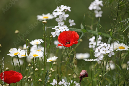 Poppies, Oxeye Daisies and Dame's Rocket, Gloucestershire England UK
 photo