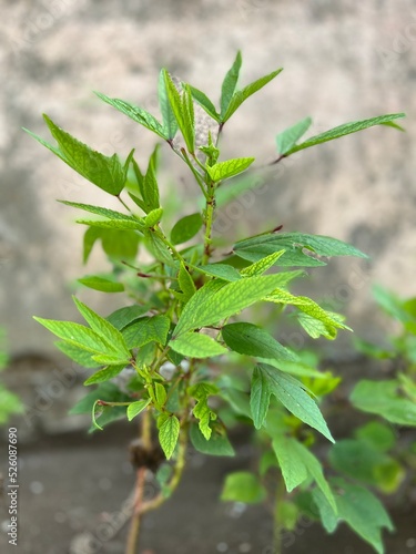 Sorrel plant, Gongura Plant photo