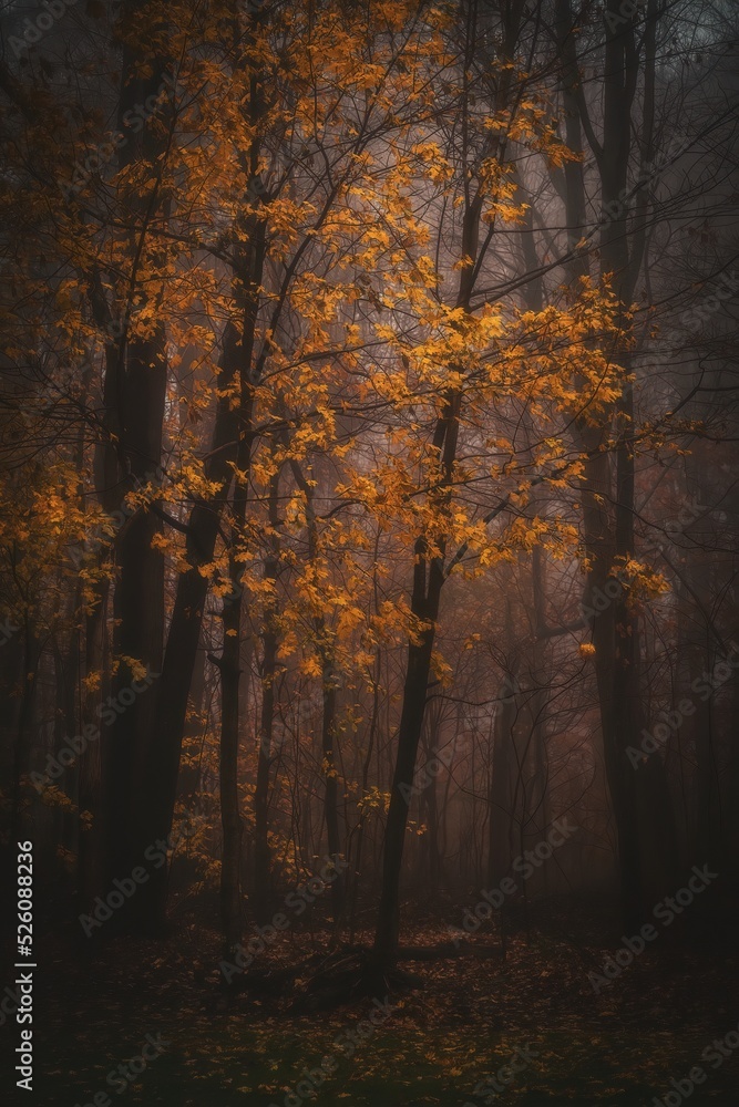 Trees in the fog in the Fall