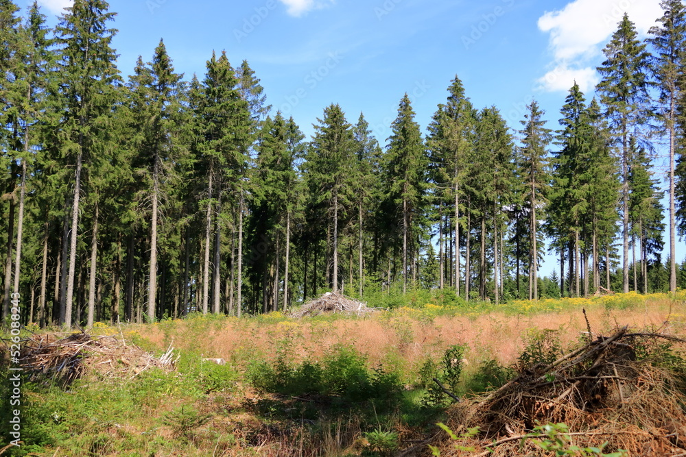 a bunch of branches after pruning the wood in spring lie on the ground a bunch of branches after pruning the wood in spring lie on the ground