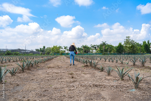 Una campesina trabajadora está aplicando insecticidas a las plantas de agave.
