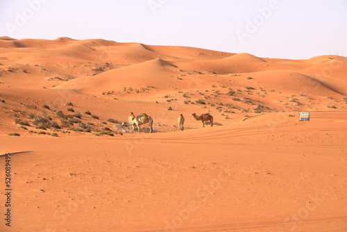 Image of camels in desert Wahiba Oman