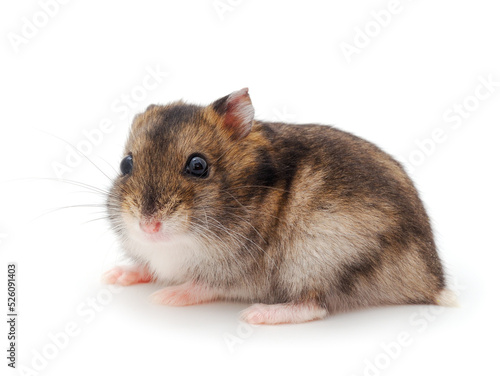 Dwarf gray hamster. © Galyna