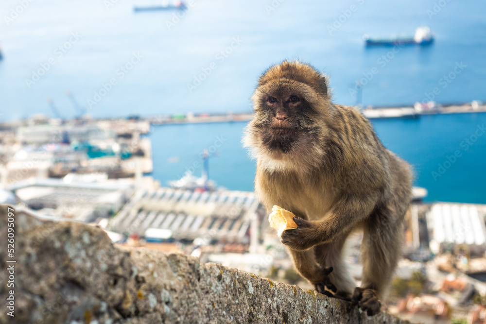 Naklejka premium A perfect day with Gibraltar macaques