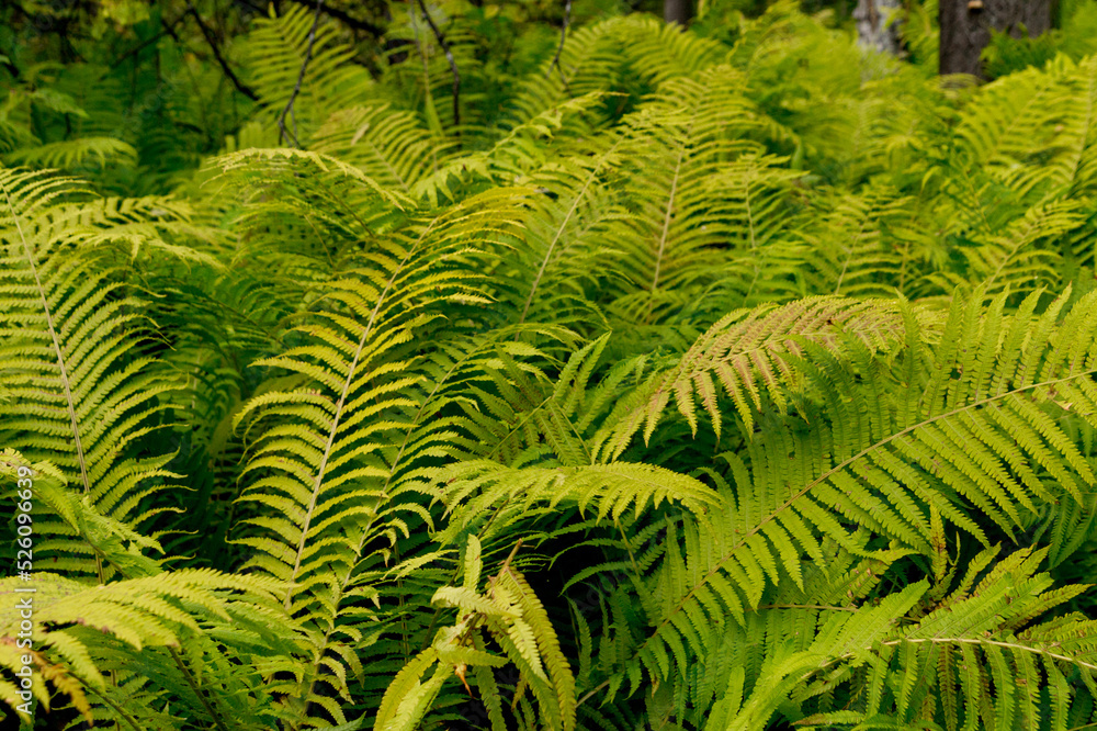 Thickets of ferns in the summer forest