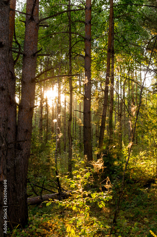 Autumn landscape. The sun's rays in the evening forest. Autumn landscape. The sun's rays in the evening forest.