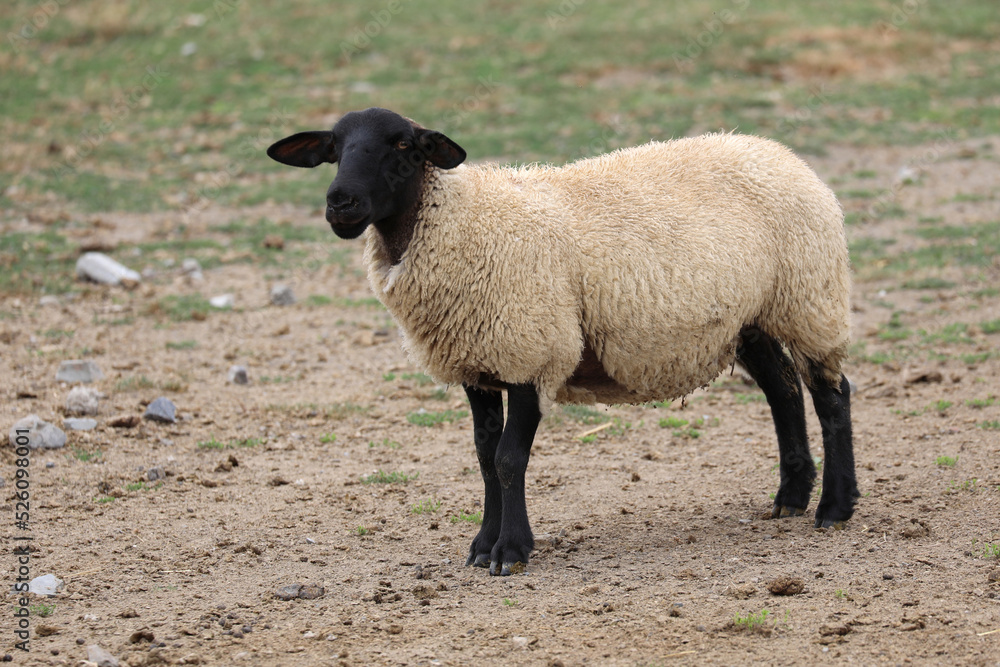 suffolk sheep with black head and legs without wool suffolk sheep with black head and legs without wool