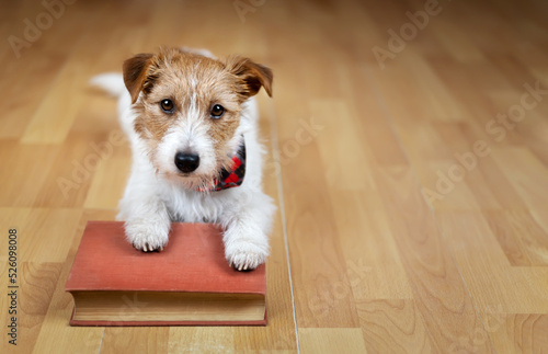 Cute puppy with an old book. Back to school or puppy training concept.