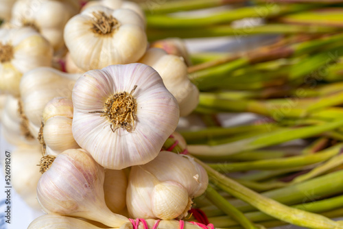 Young white garlic bulbs  close up garlic bulbs and cloves  daylight  texture background  natural medicine concept