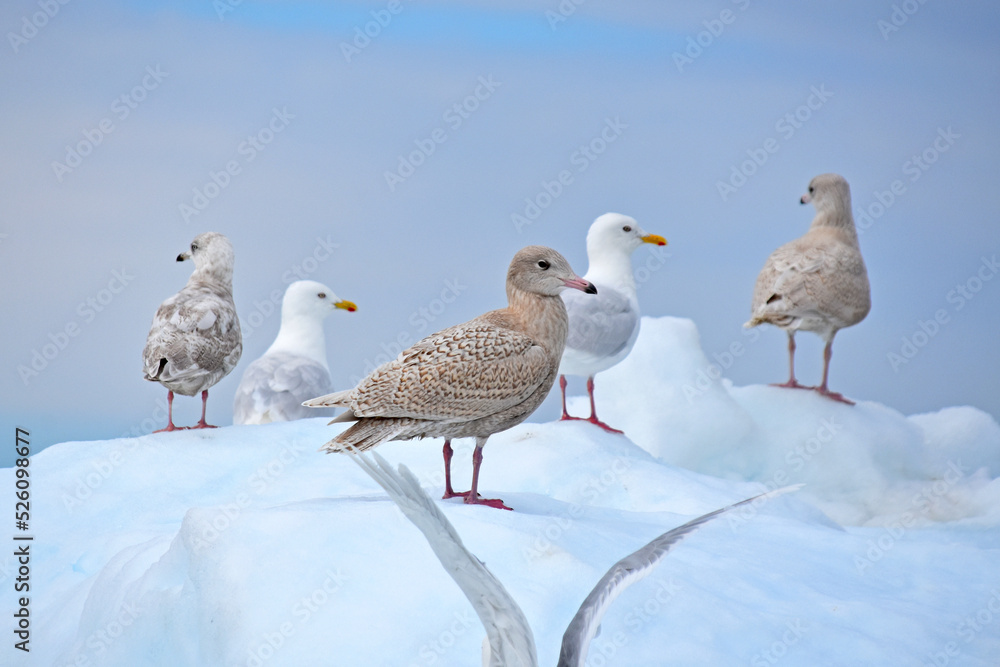 Eismöwen (Larus hyperboreus)