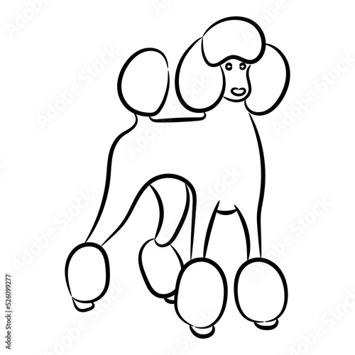 Cute poodle linear sketch, vector illustration.