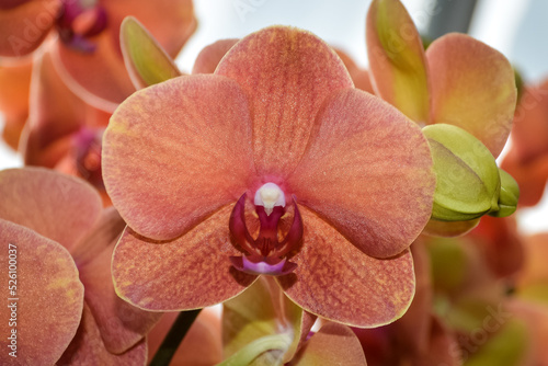 Orange Moth Orchid
