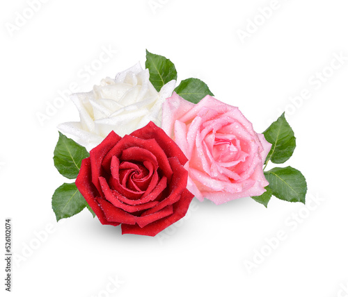 Rose with water drops isolated on white background