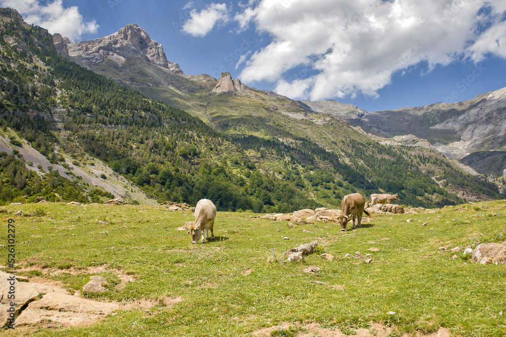 grazing cows in front of the mountain panorama of the pyrenees