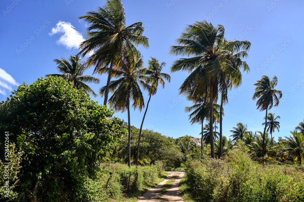coconut trees in the park, brazilian natural landscapes