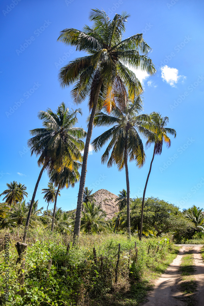 Fototapeta premium hill and coconut trees in brazilian summer, mountain to climb in northeastern Brazil, brazilian natural landscapes, natural landscapes, coconut grove, coconut grove with mountain in the background