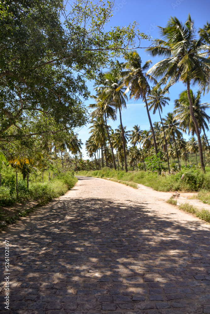 road with coconut trees on the banks, Tree Day, brazilian natural landscapes, tourism in brazil, brazilian landscape road with coconut trees on the banks, Tree Day, brazilian natural landscapes, tourism in brazil, brazilian landscape